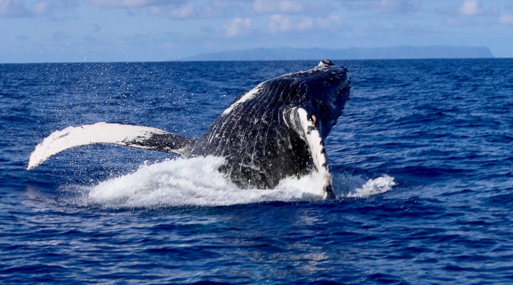 a whale jumping out of the water