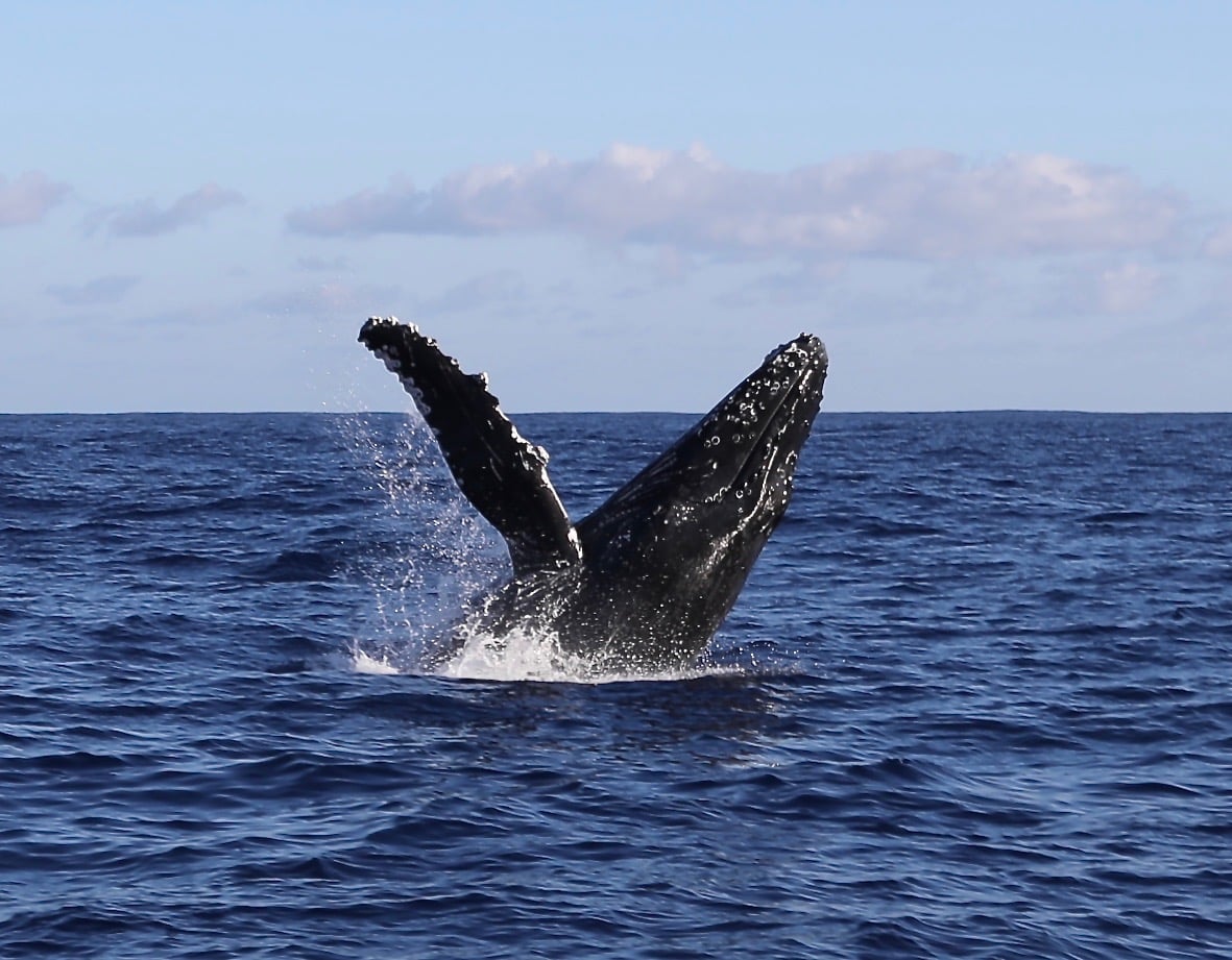 a whale jumping out of the water