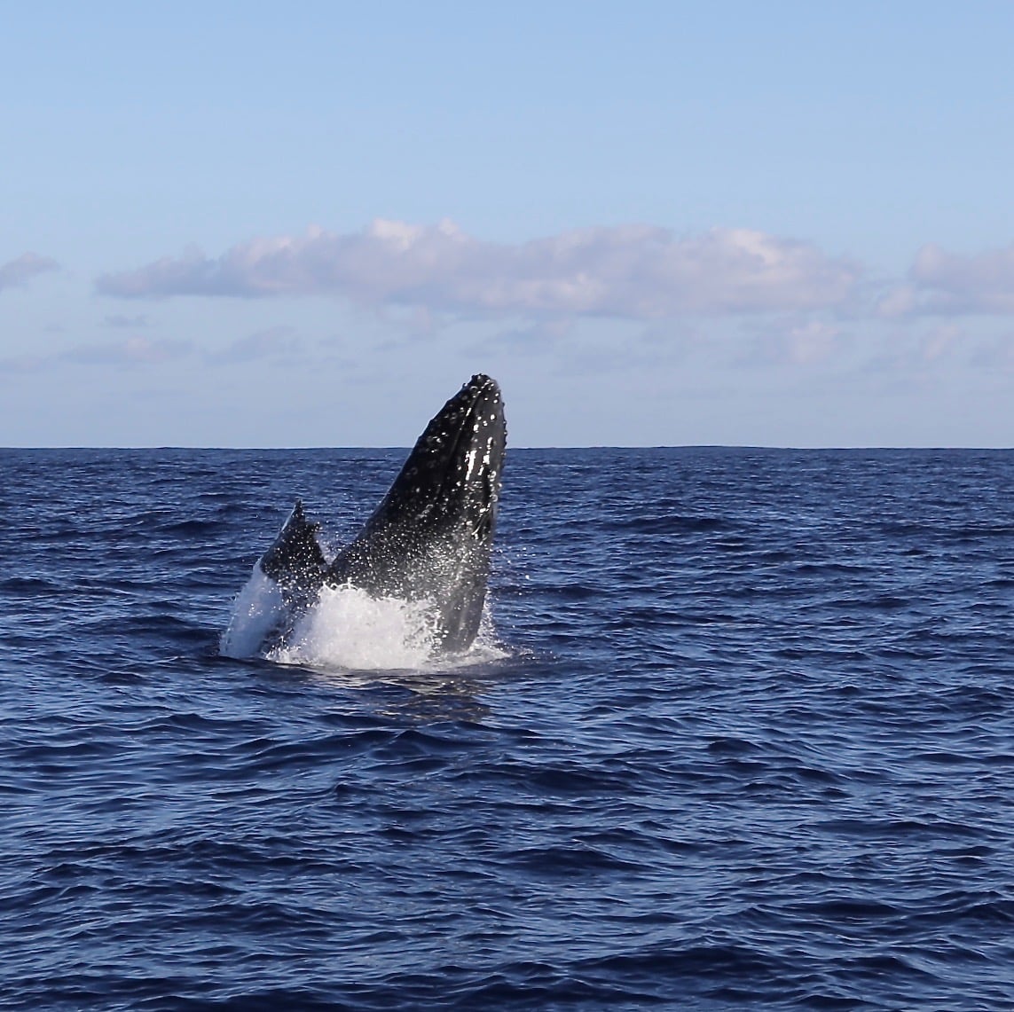 a whale jumping out of a body of water