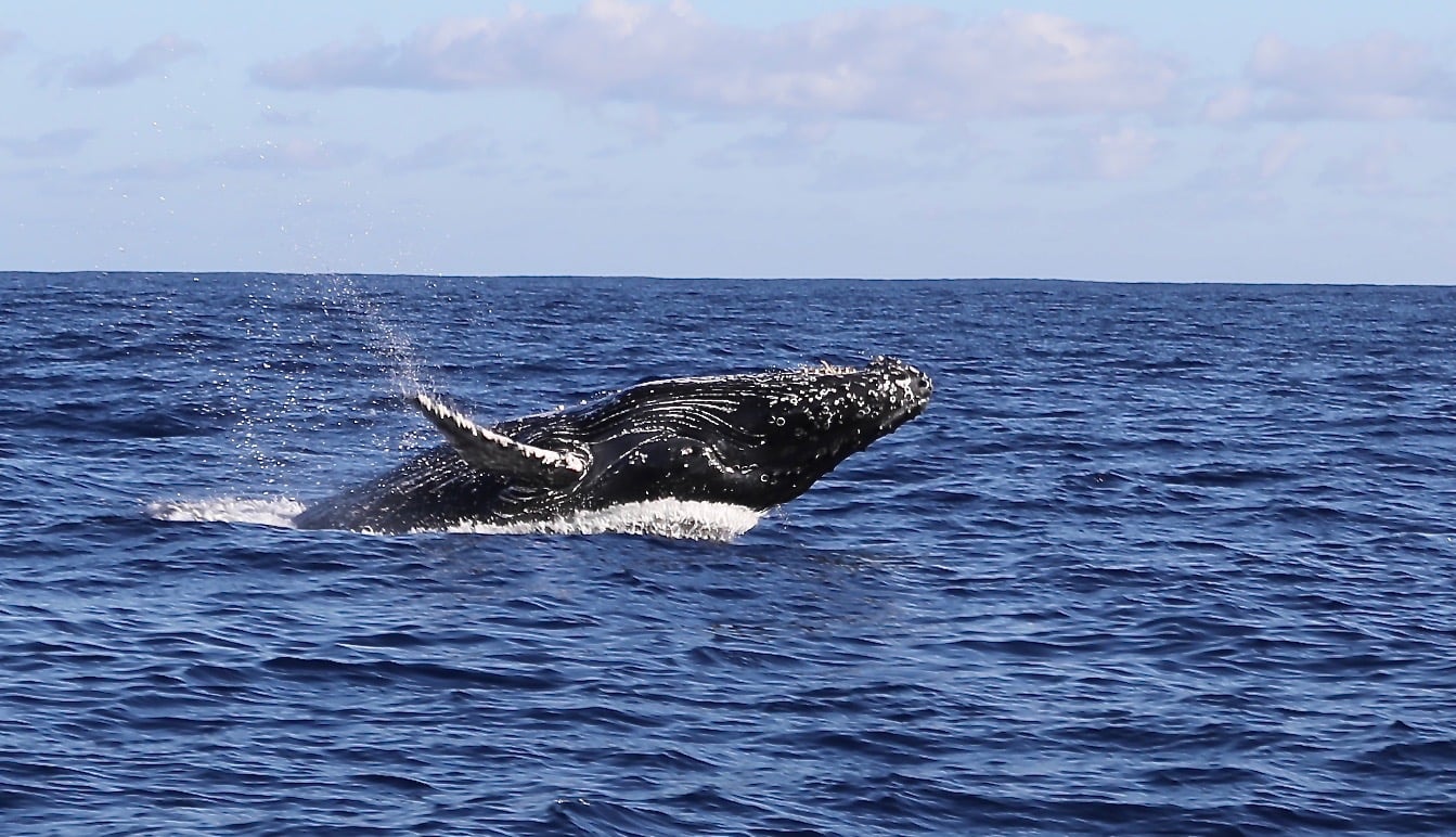 a whale jumping out of the water