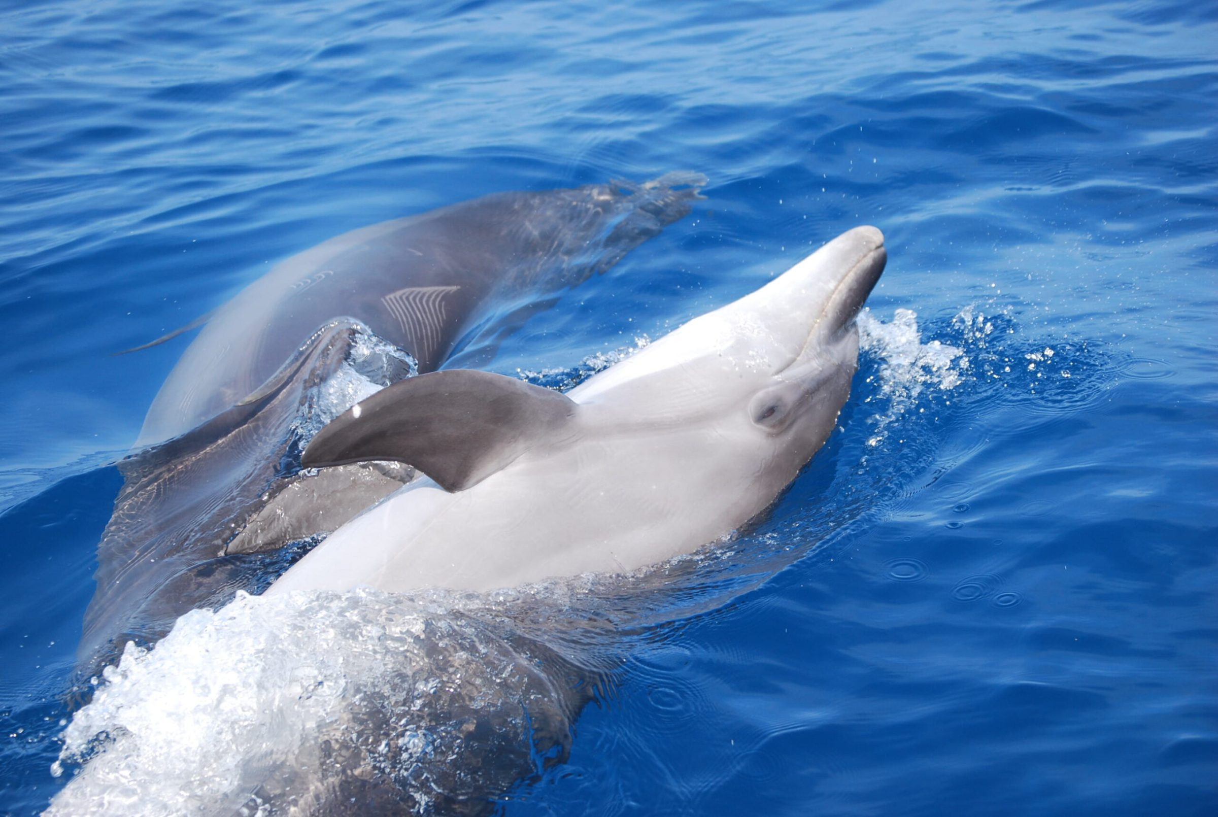 a dolphin swimming in a body of water