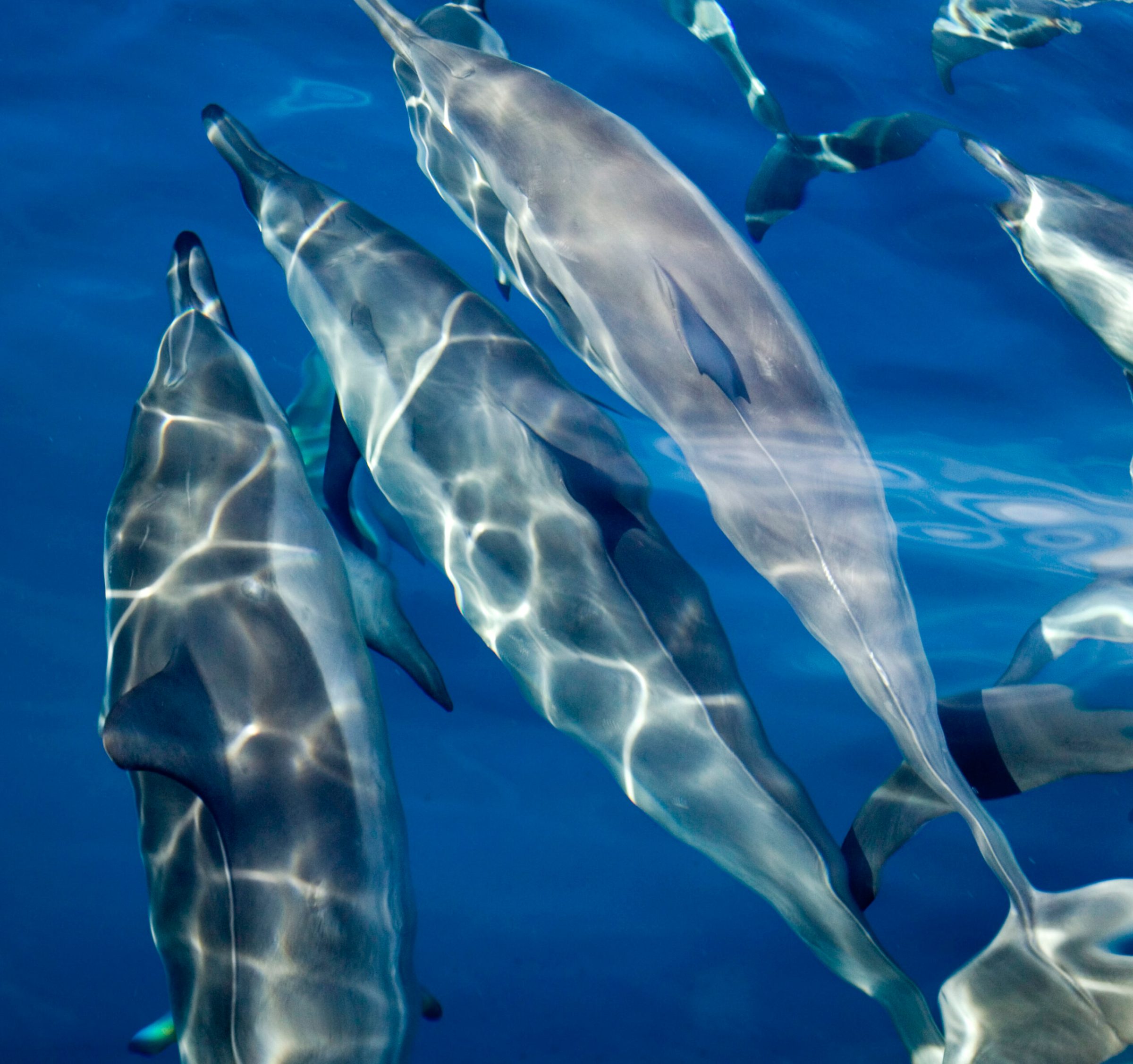 a dolphin jumping out of the water