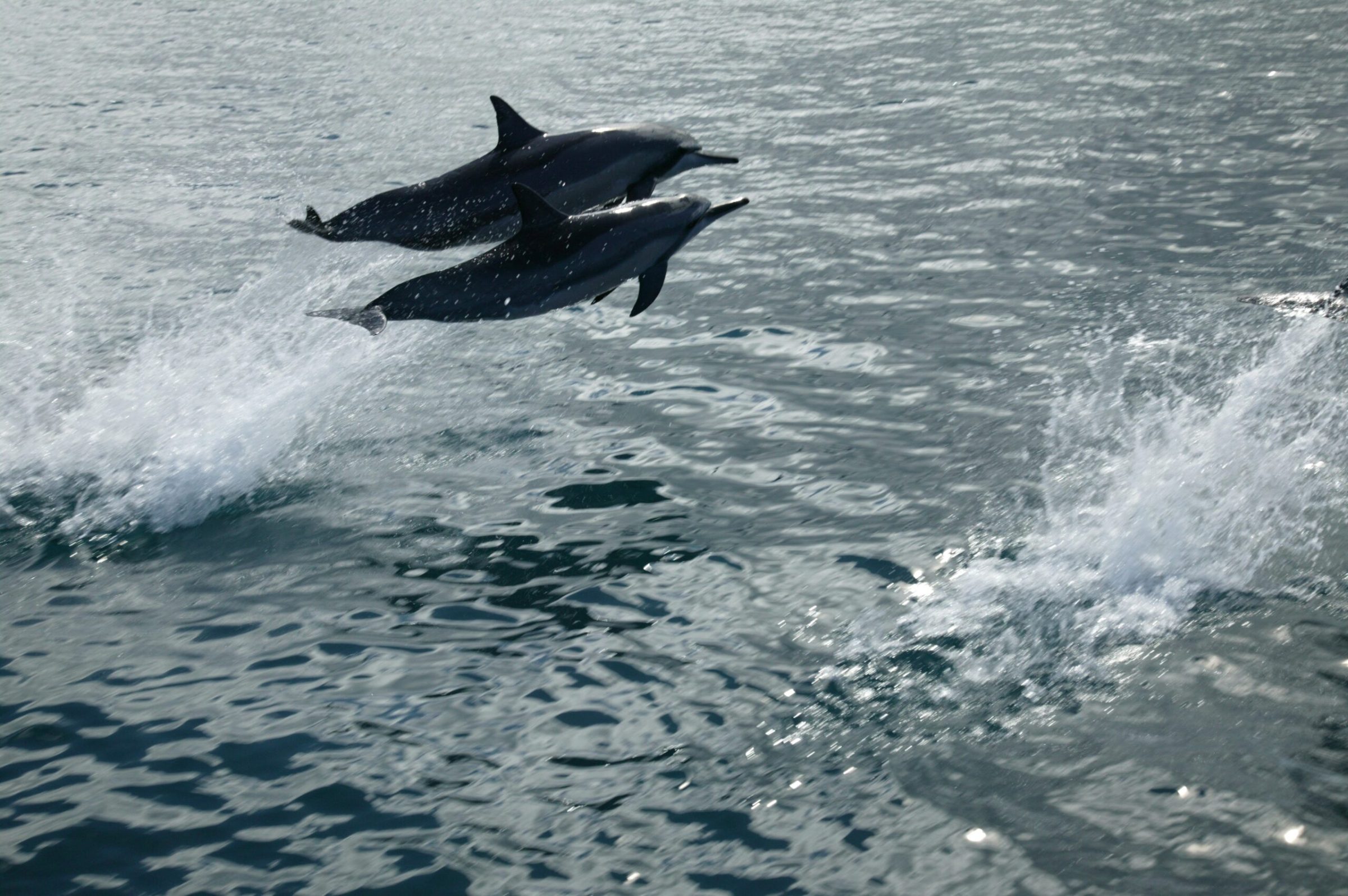 a dolphin jumping out of the water