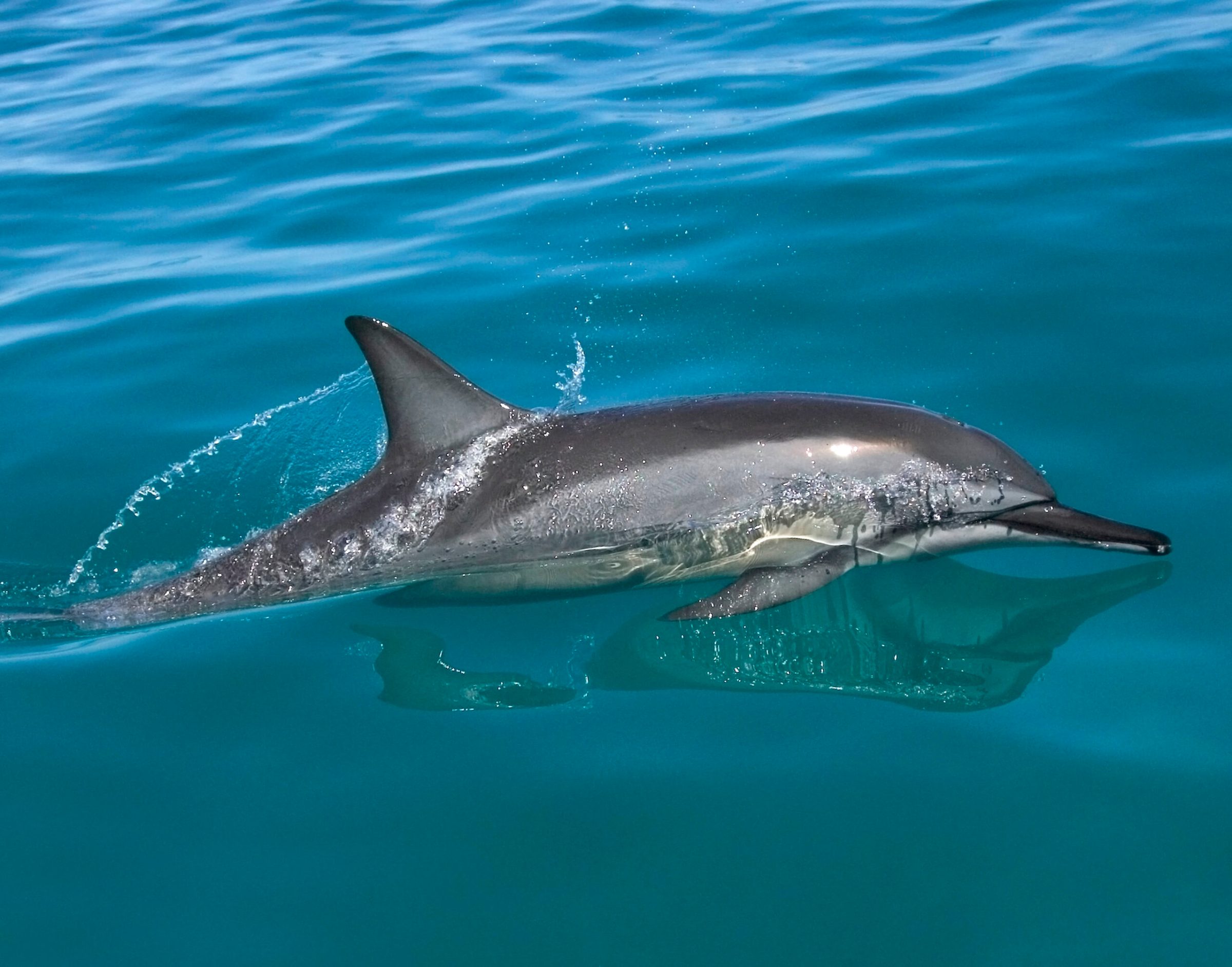 an animal swimming in the water