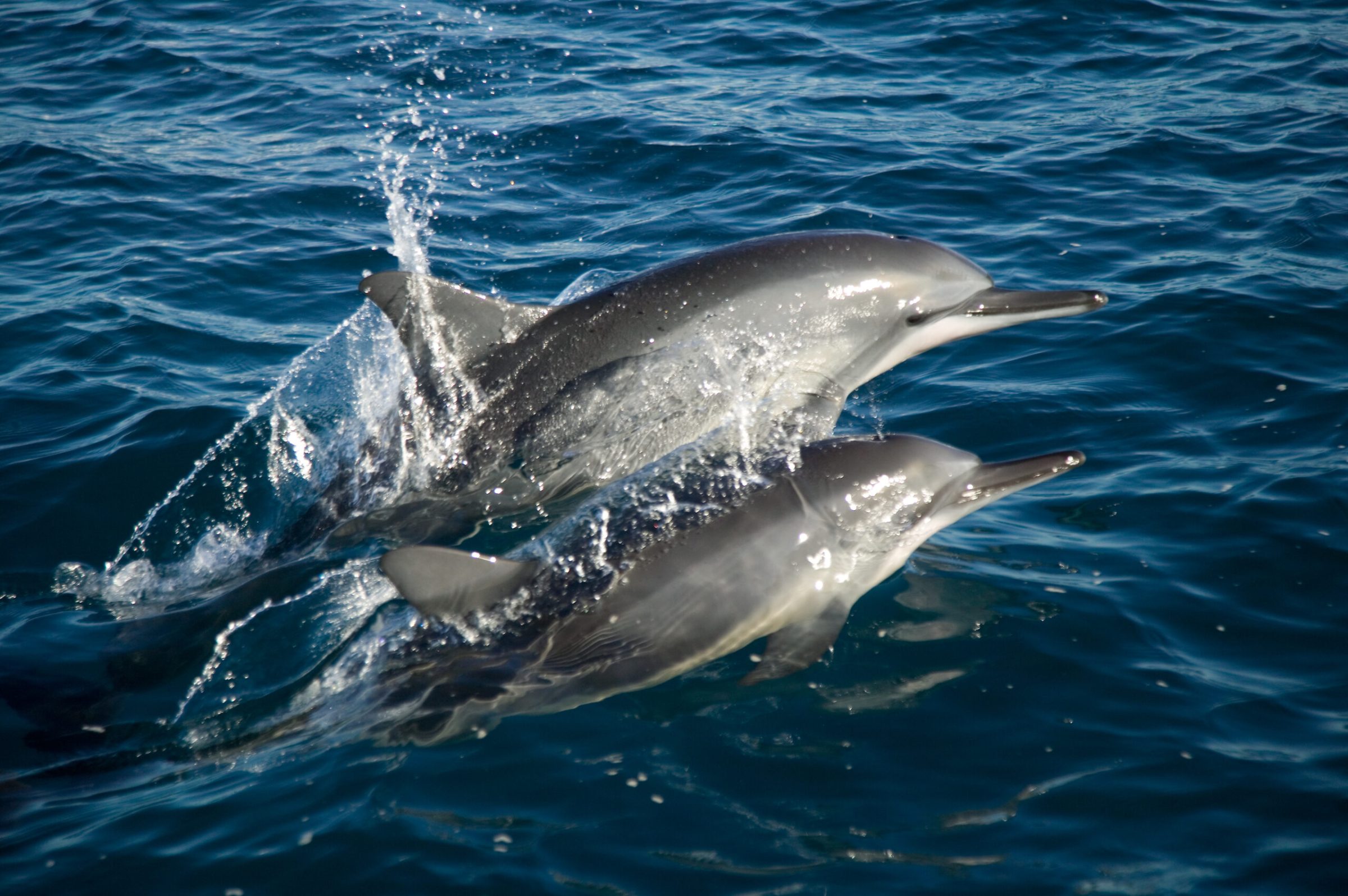 a dolphin swimming in a body of water