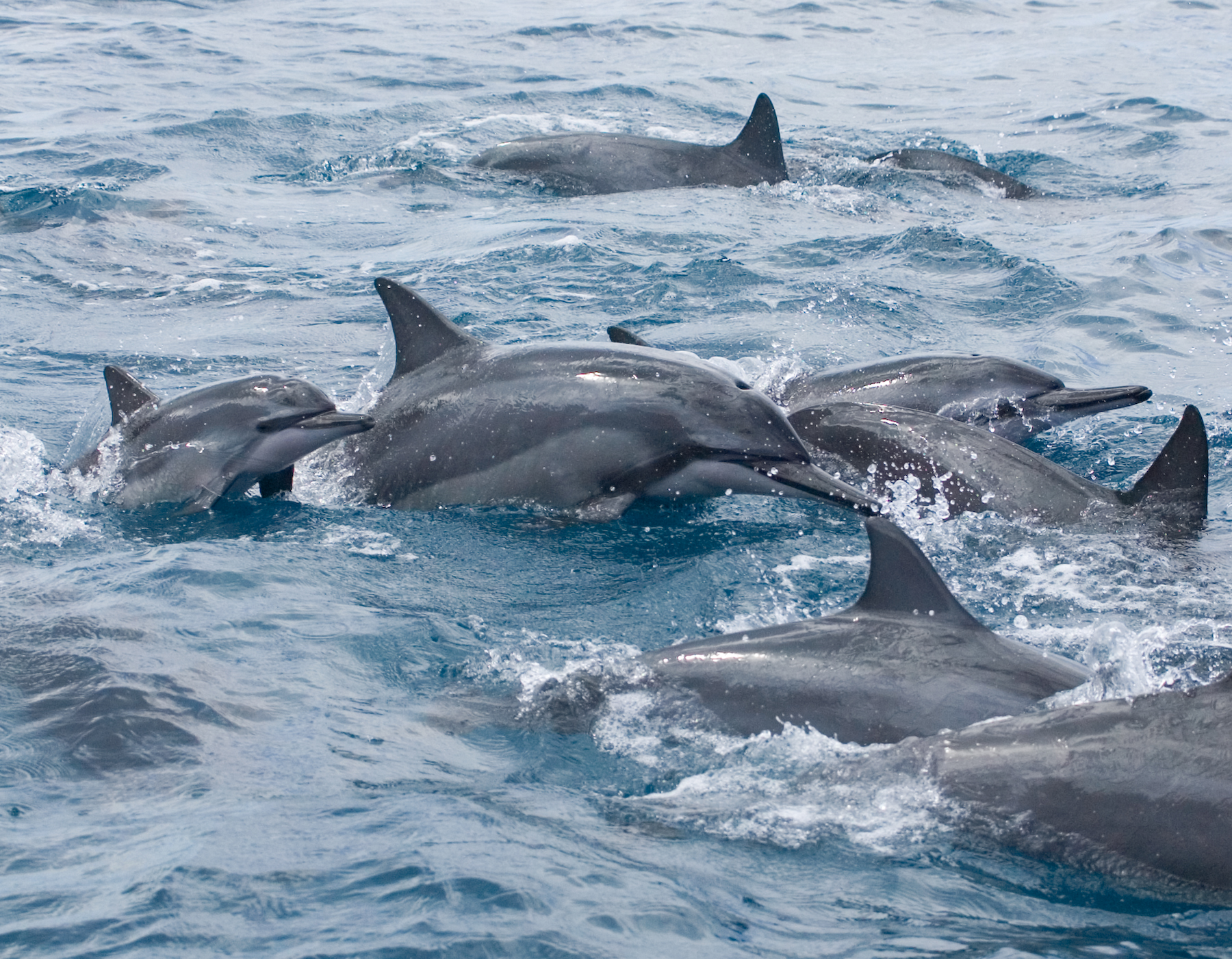 a dolphin jumping out of the water