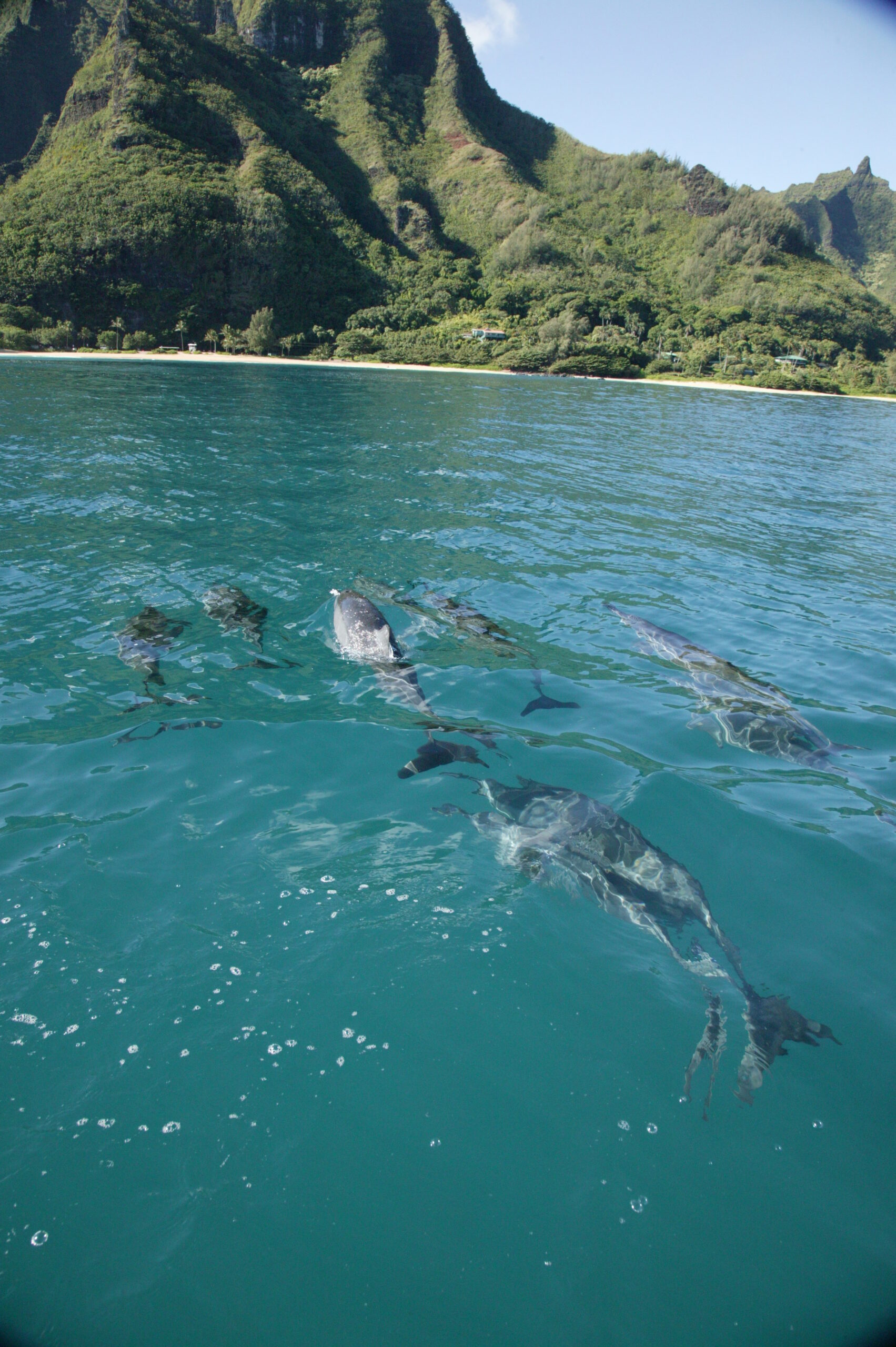 a group of people swimming in a body of water