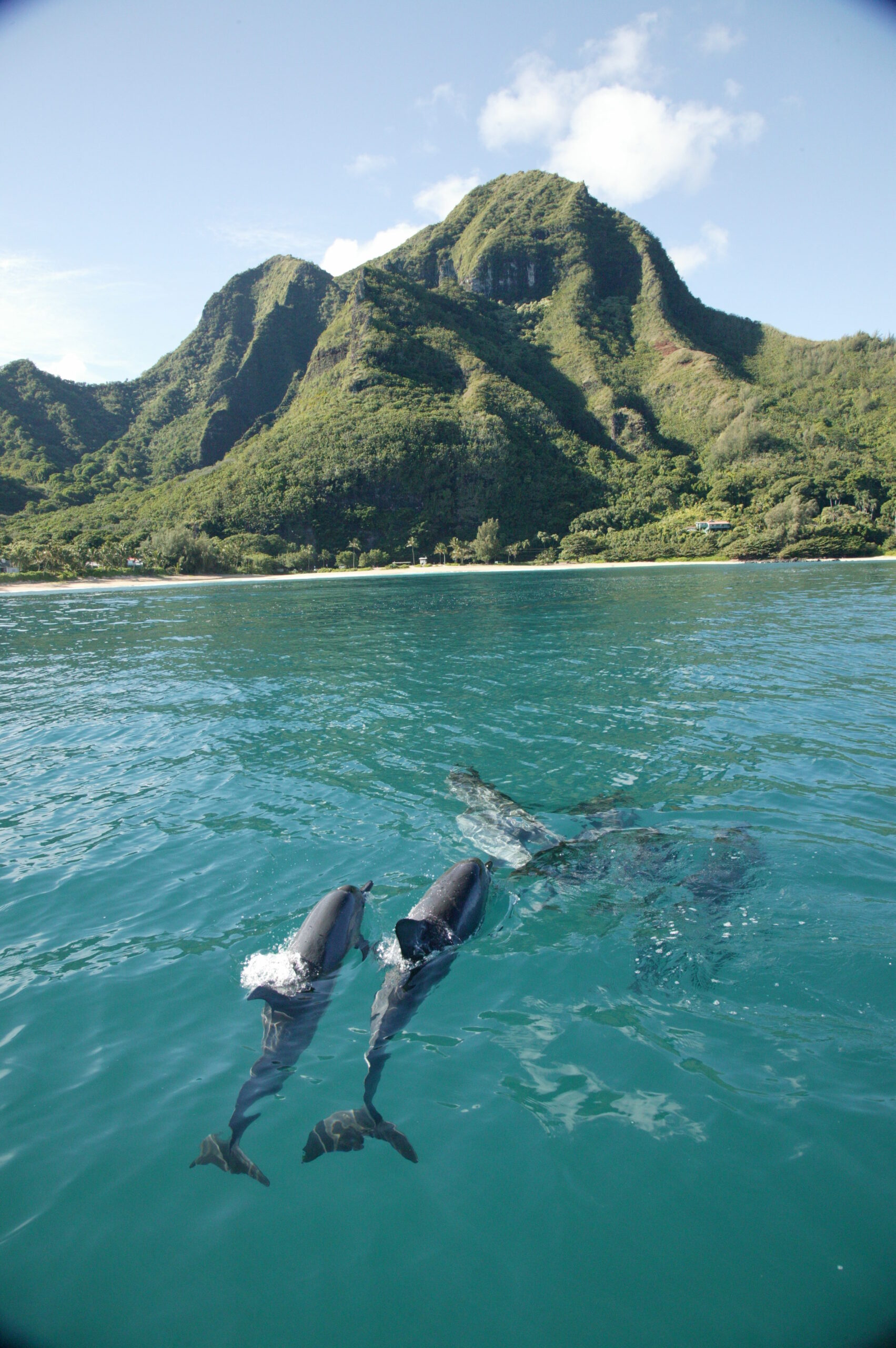 a group of people swimming in a body of water