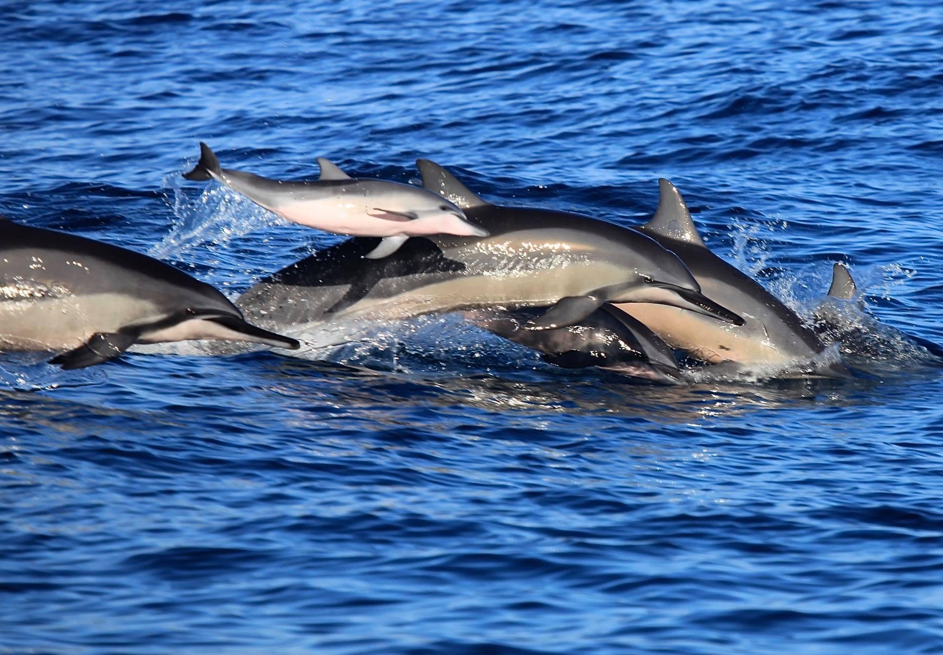 a dolphin swimming in a body of water