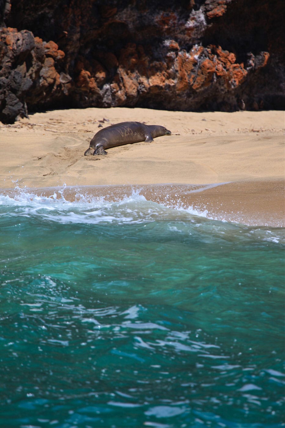 an animal swimming in the water