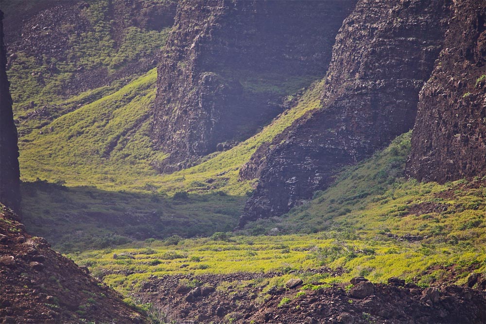 a close up of a lush green hillside