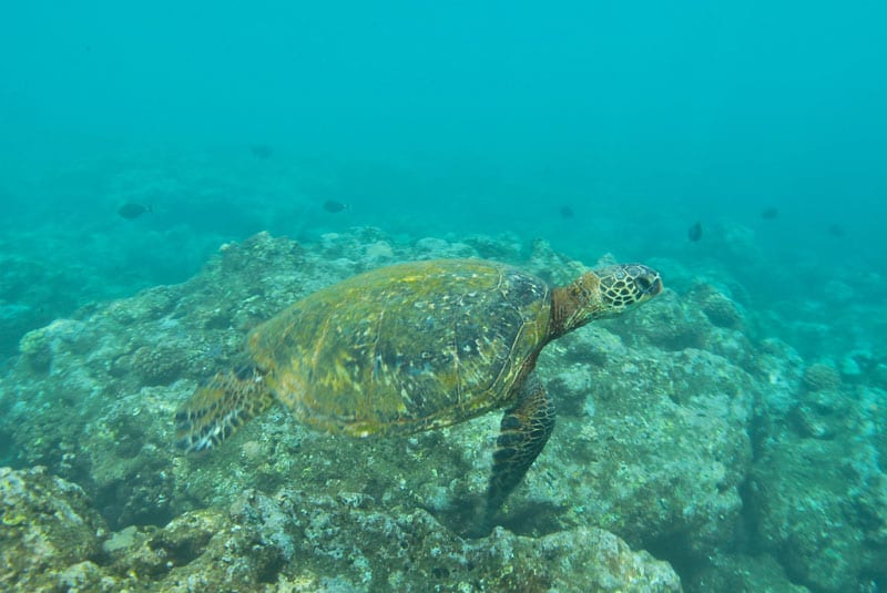 a turtle swimming under water