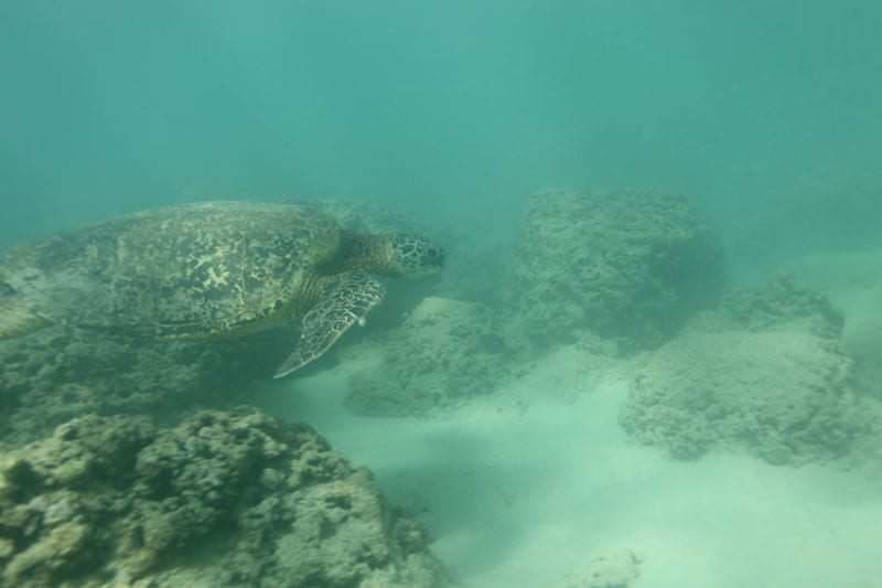 a turtle swimming under water