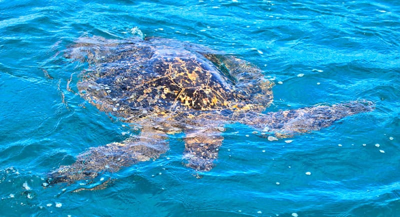 a turtle swimming under water