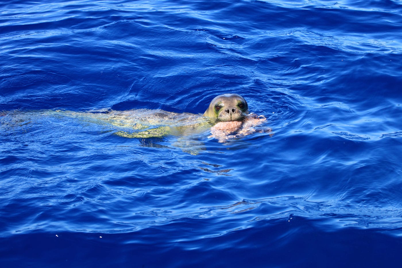 a dog swimming in a body of water