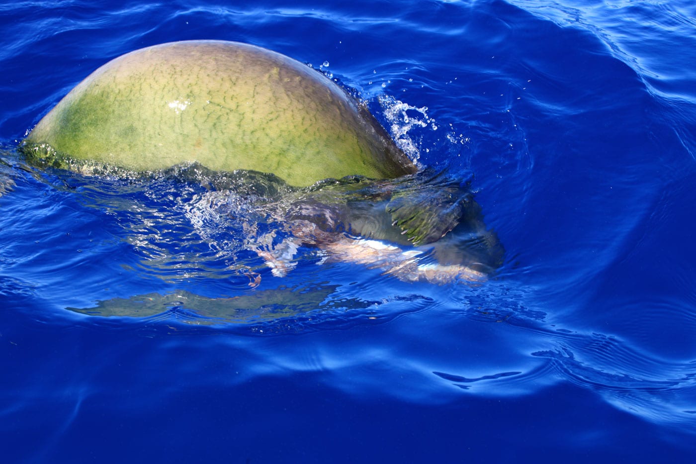 a person riding a wave on top of a body of water