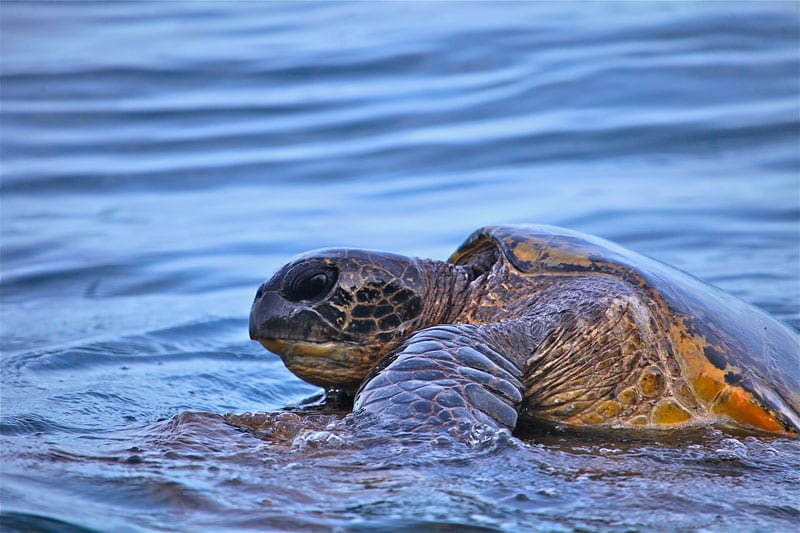 a turtle swimming under water