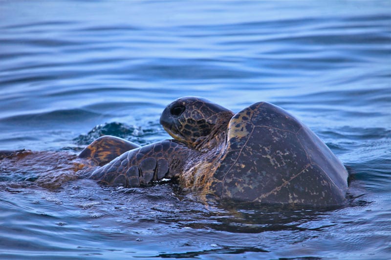 a turtle swimming under water