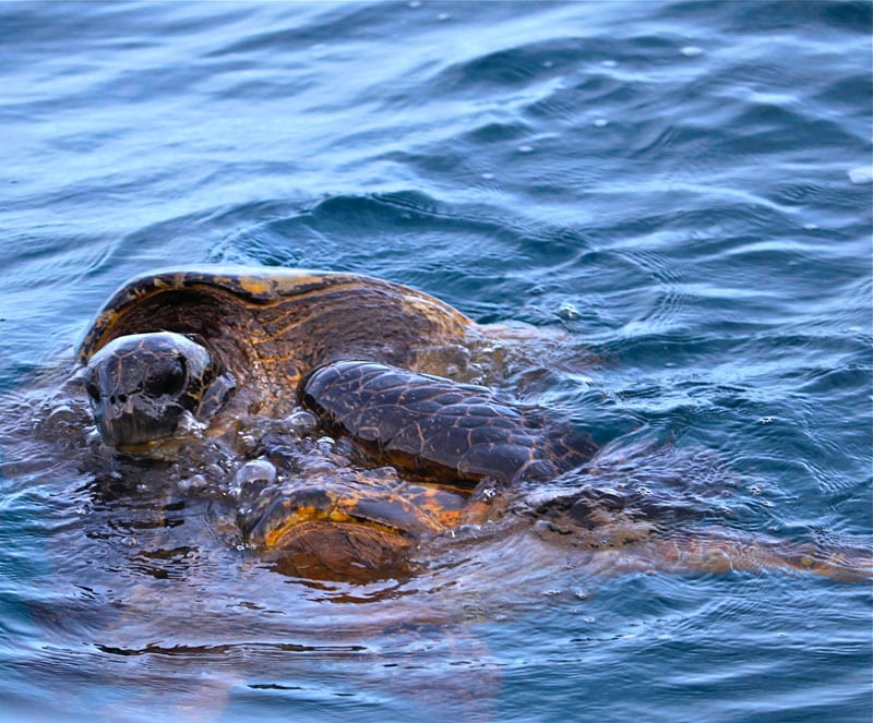 a bear swimming in a body of water