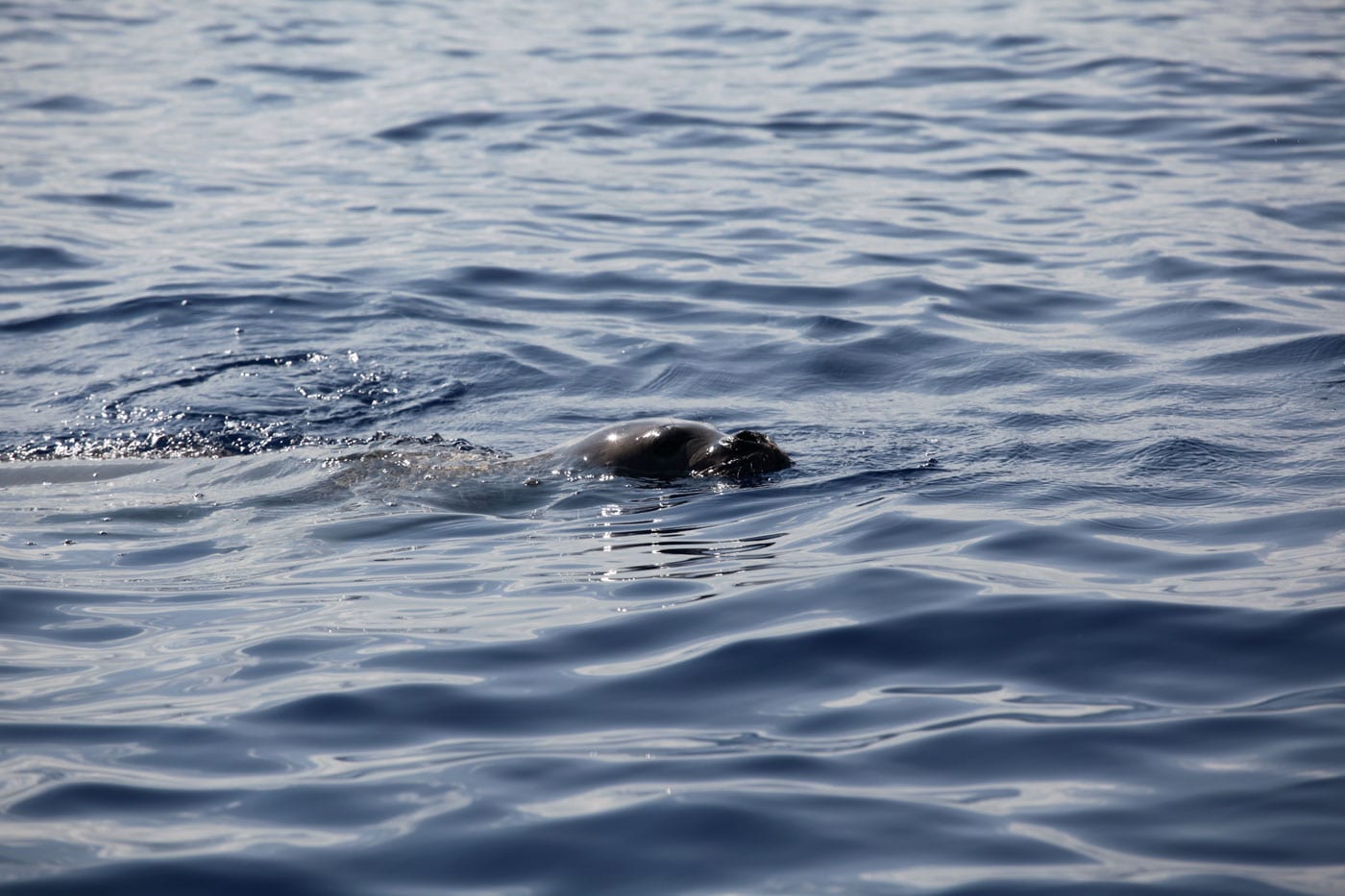 a dog swimming in a body of water