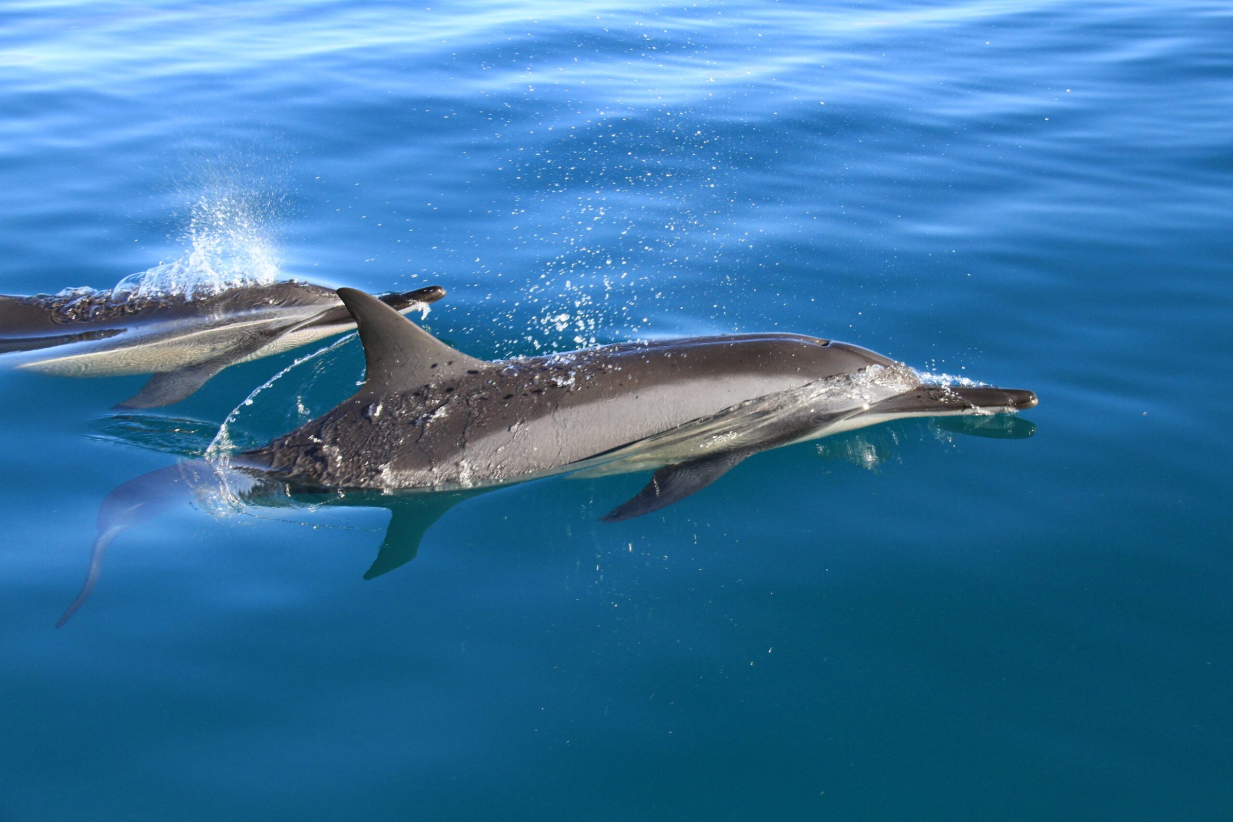 an animal swimming in the water