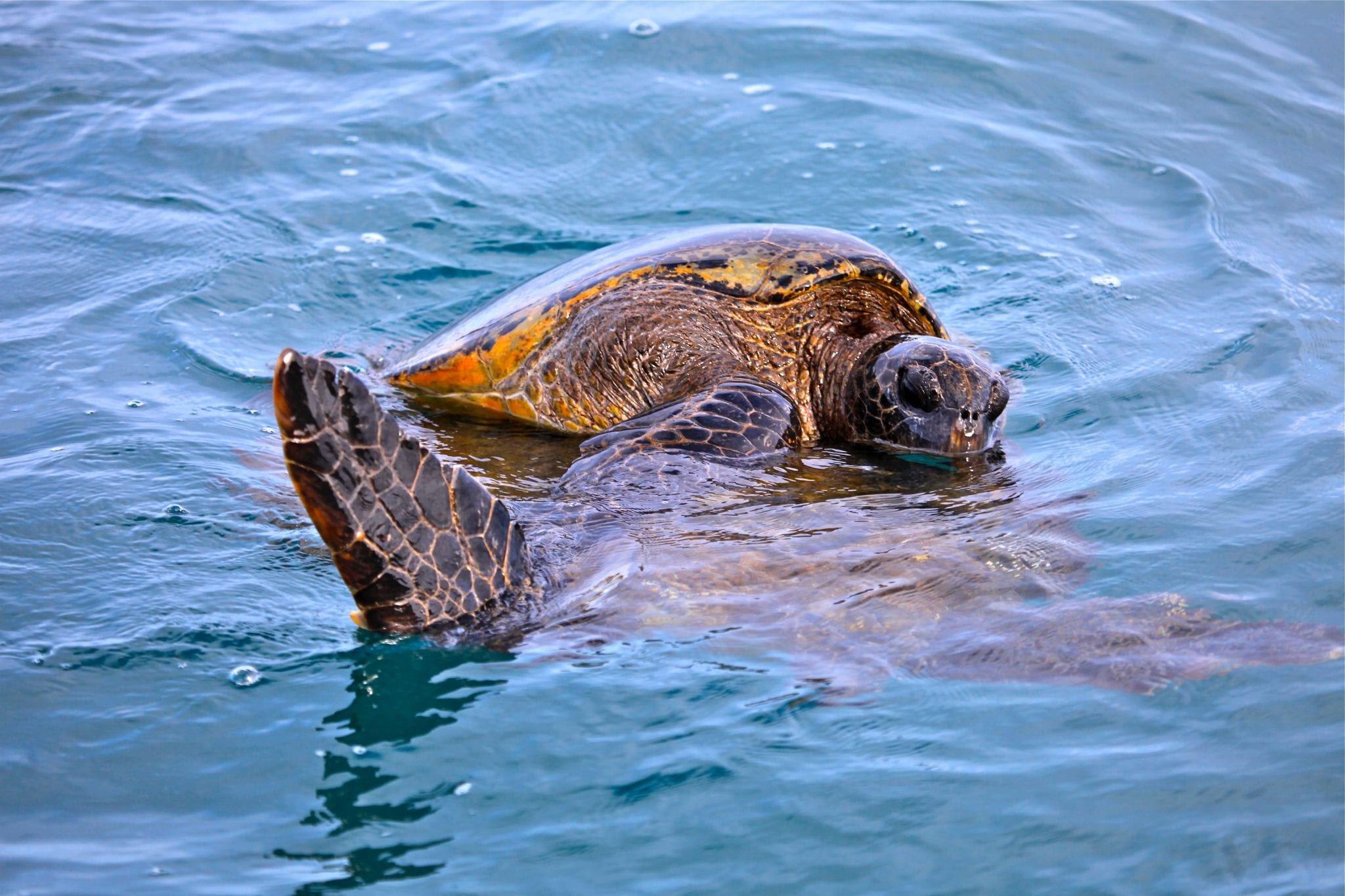 a turtle swimming under water