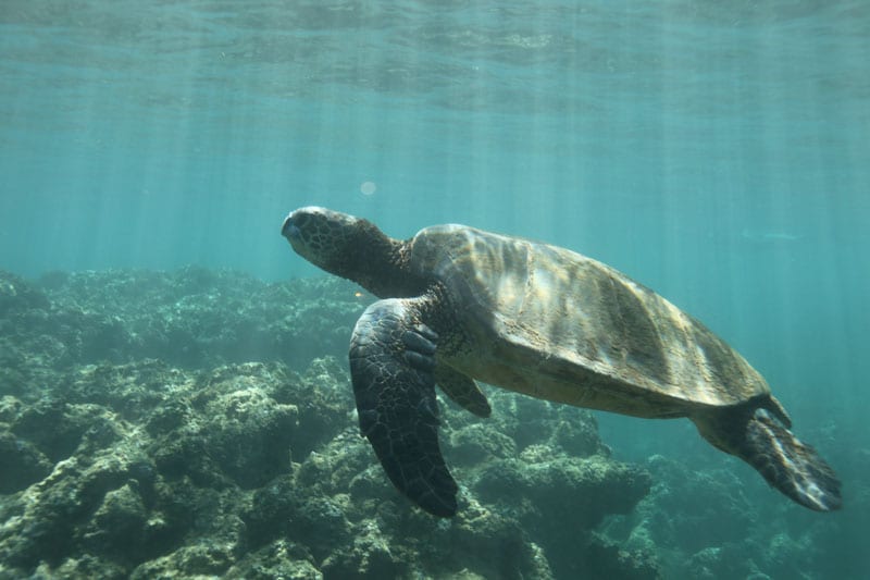 a turtle swimming under water