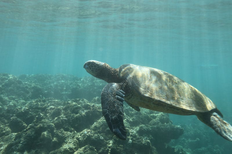 a turtle swimming under water