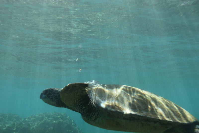 a turtle swimming under water