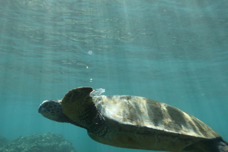 a turtle swimming under water