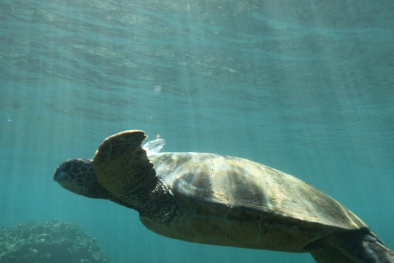 a turtle swimming under water