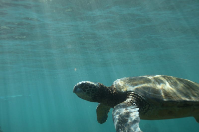 a turtle swimming under water