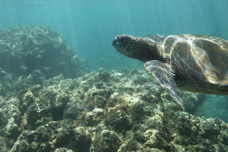 a turtle swimming under water