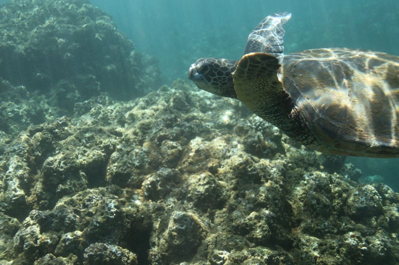 a turtle swimming under water