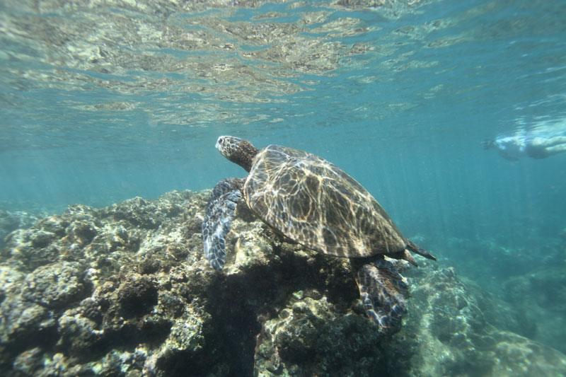 a turtle swimming under water