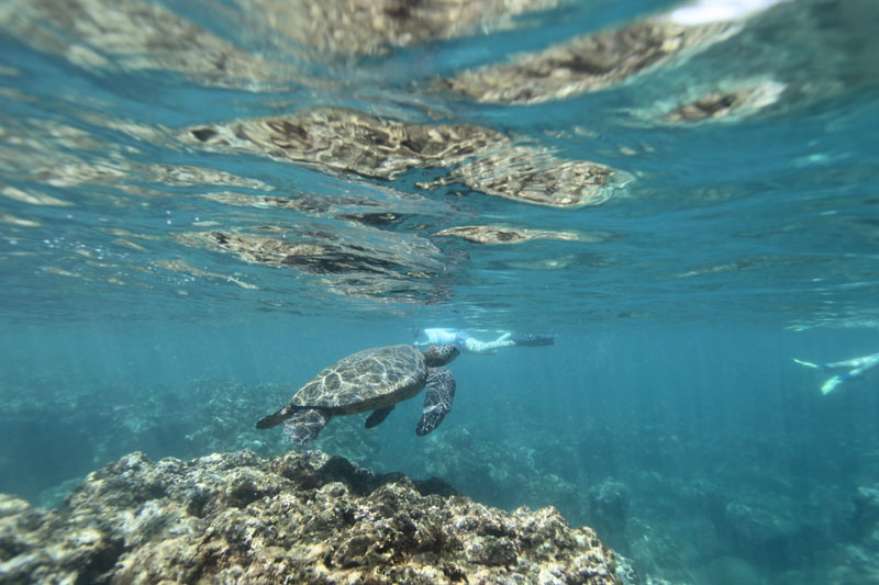 a turtle swimming under water