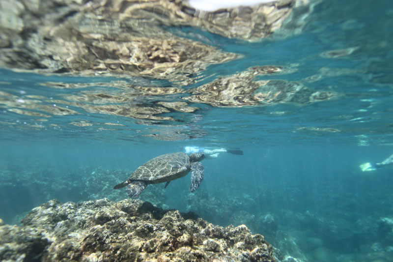 a bird swimming in water