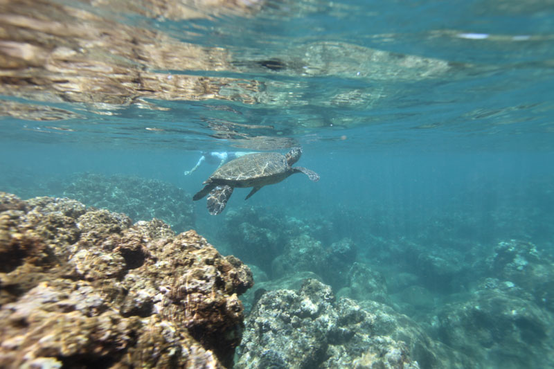 a close up of a rock next to a body of water