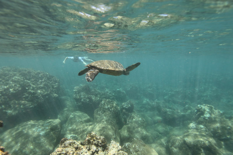 a turtle swimming under water