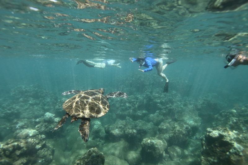 a turtle swimming under water