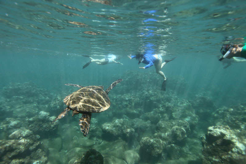 a turtle swimming under water