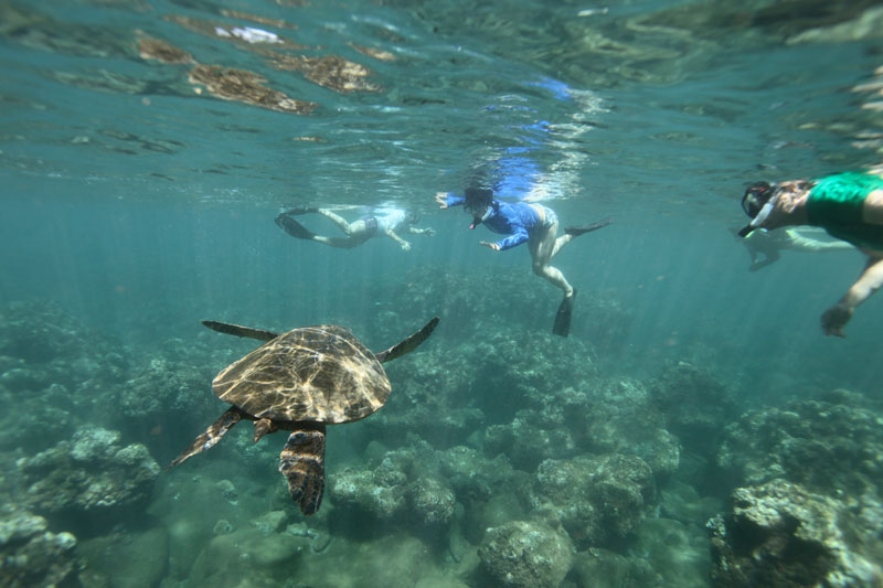 a turtle swimming under water