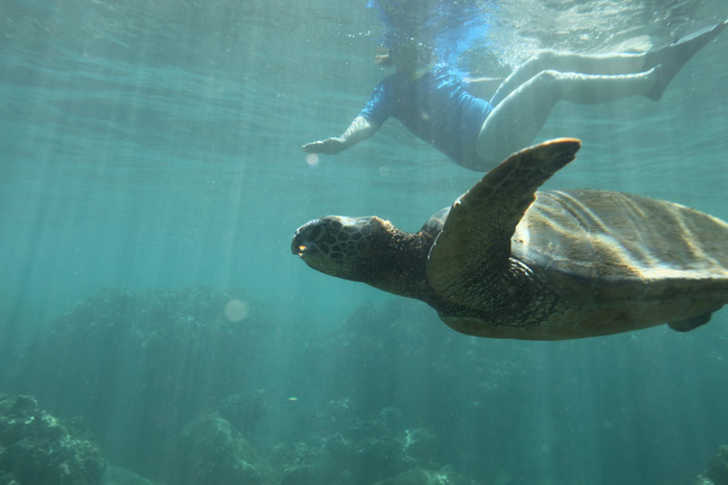 a turtle swimming under water