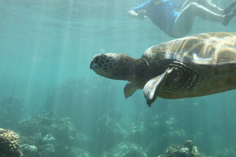 a turtle swimming under water