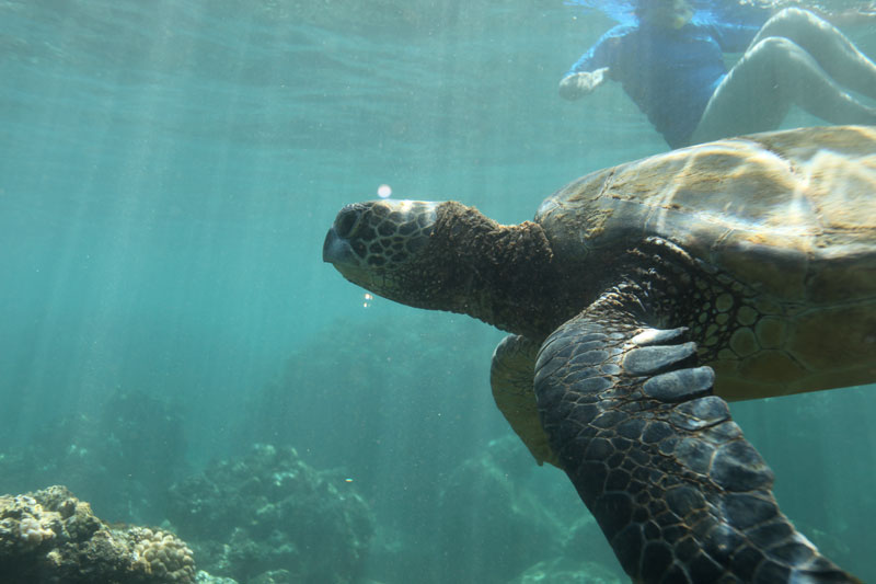 a turtle swimming under water