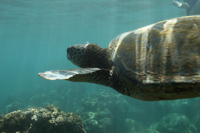 a turtle swimming under water