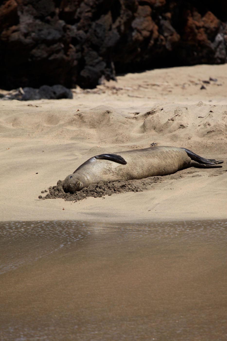 a seal on a rocky beach