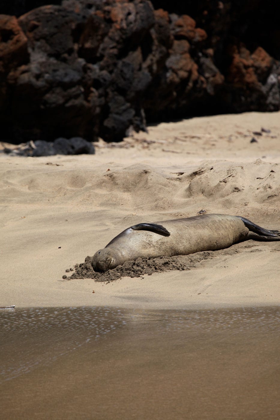 a seal on a rocky beach