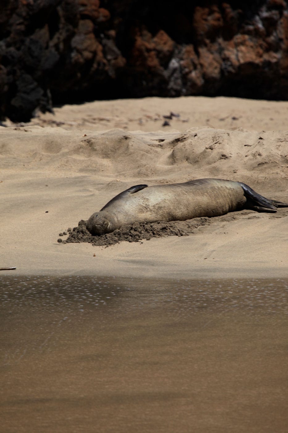 a seal on a rock next to a body of water