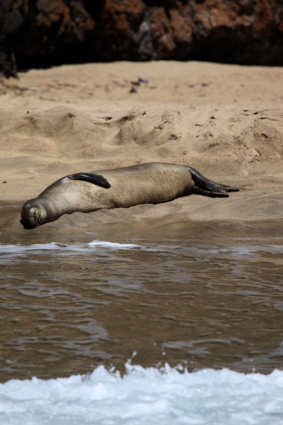 a seal on a rock next to a body of water